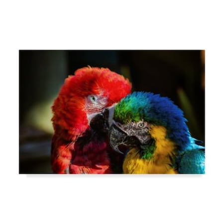 Pixie Pics 'Colorful Macaw Couple' Canvas Art,12x19
